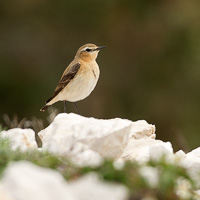 Northern Wheatear