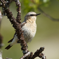 Northern Wheatear