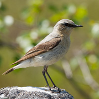 Northern Wheatear