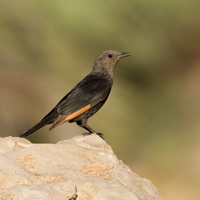 Tristram's starling