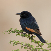 Tristram's starling