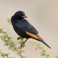 Tristram's starling