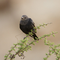 Tristram's starling