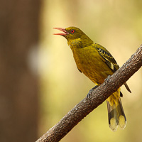 Green Oriole