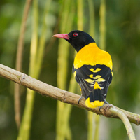 Black-hooded oriole