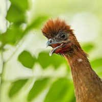 Rufous-headed chachalaca