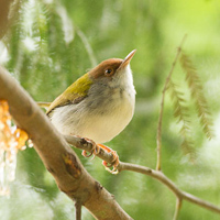 Common tailorbird