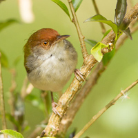 Common tailorbird