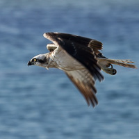 Osprey