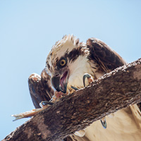 Osprey