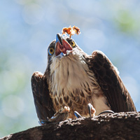 Osprey