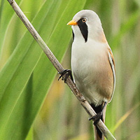 Bearded Reedling