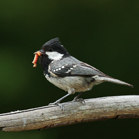 Coal tit