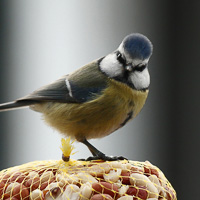 Blue tit