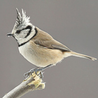 Crested tit