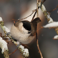 Marsh tit