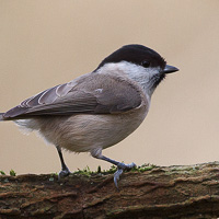 Marsh tit