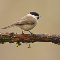 Marsh tit