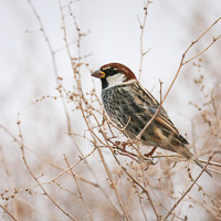 Spanish Sparrow