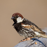 Spanish Sparrow