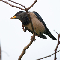 Rosy starling