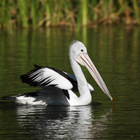 Australian Pelican