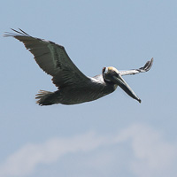 Brown Pelican