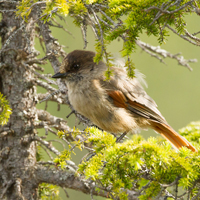 Siberian jay