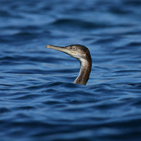 European Shag