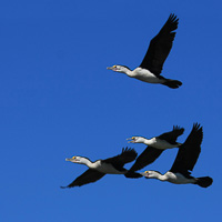 Pied Cormorants