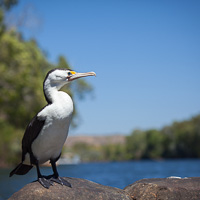 Pied Cormorants