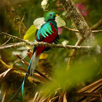 Resplendent Quetzal