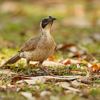 Silver-crowned Friarbird