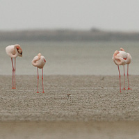 Greater Flamingos