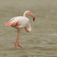 Greater Flamingos