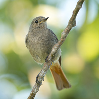 Black Redstart