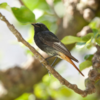 Black Redstart