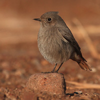 Common Redstart