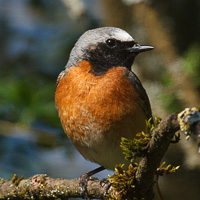 Common Redstart