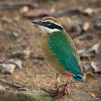 Indian pitta