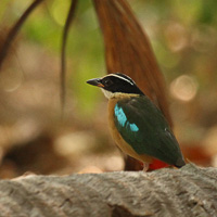 Fairy Pitta