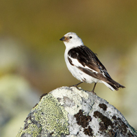 Snow Bunting