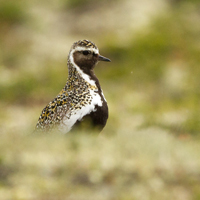 European golden plover