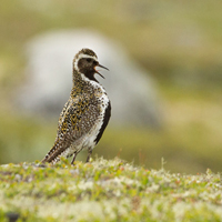 European golden plover