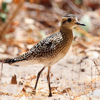 Pacific Golden Plover