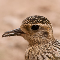 Pacific Golden Plover