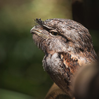 Tawny frogmouth