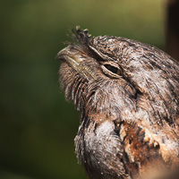 Tawny frogmouth