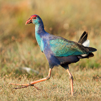 Grey-headed swamphen