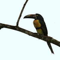 Collared aracari